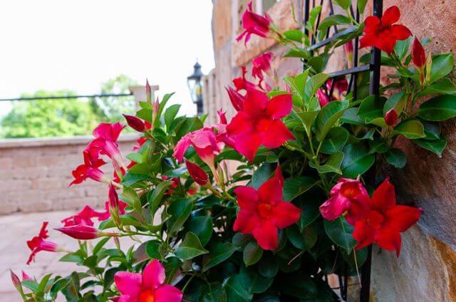 red flowers growing on the patio